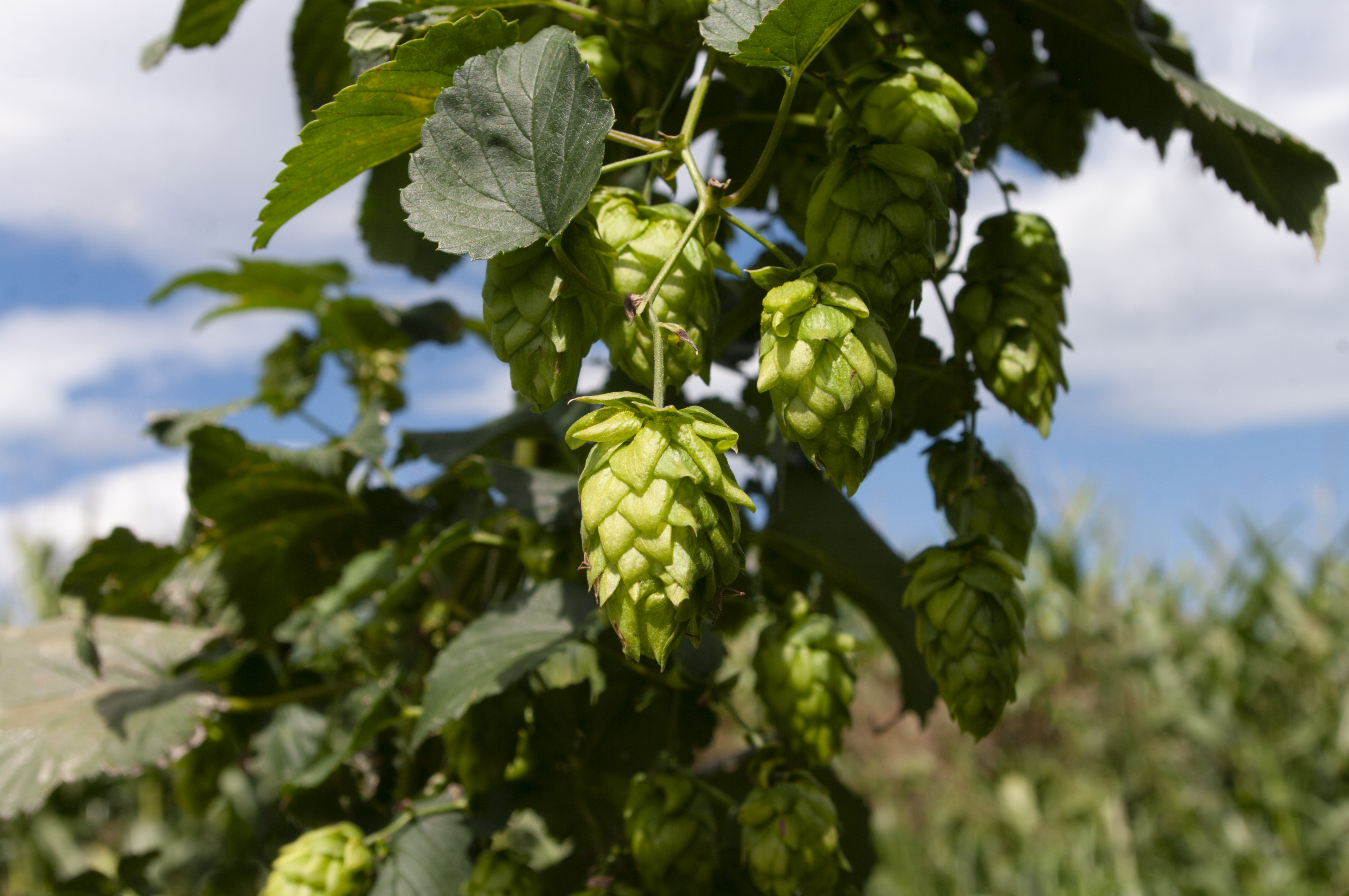 beer making for beginners