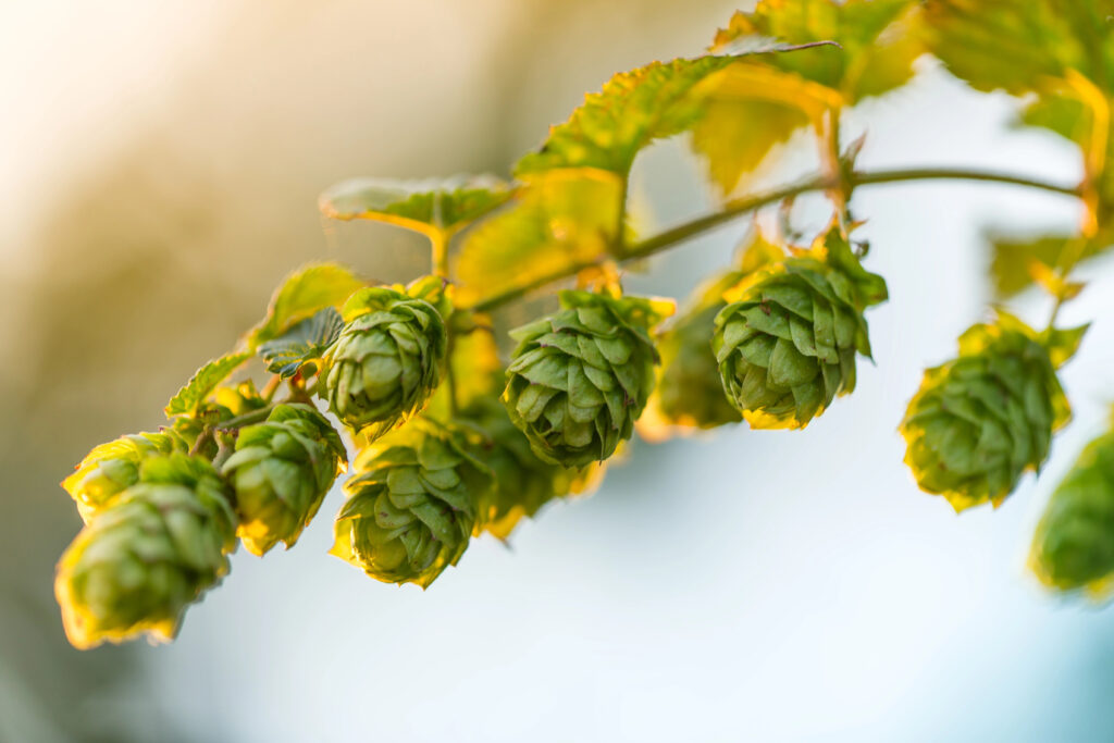 4 main ingredients in beer