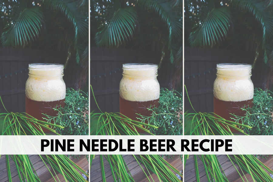 pine needle beer