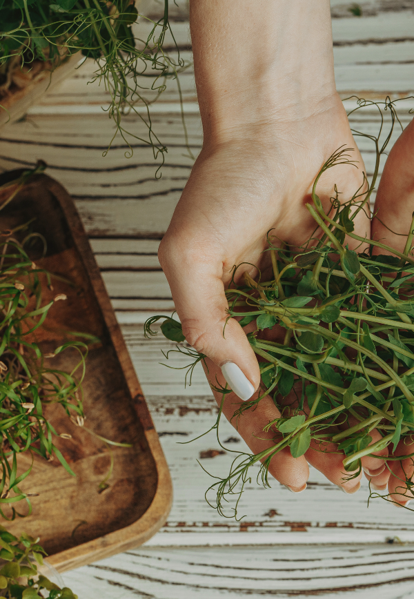 herbalism for beginners