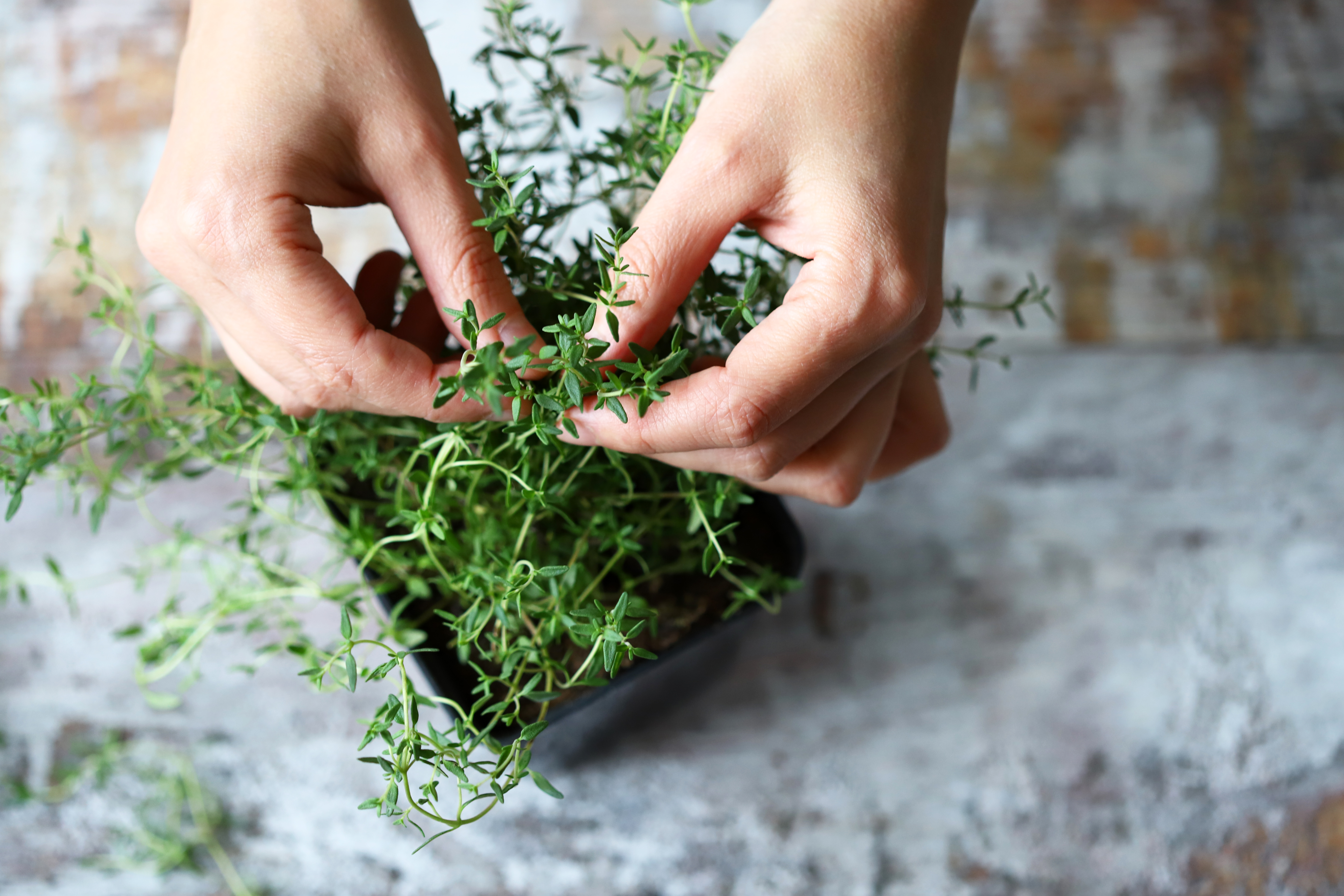 beginners guide to herbalism