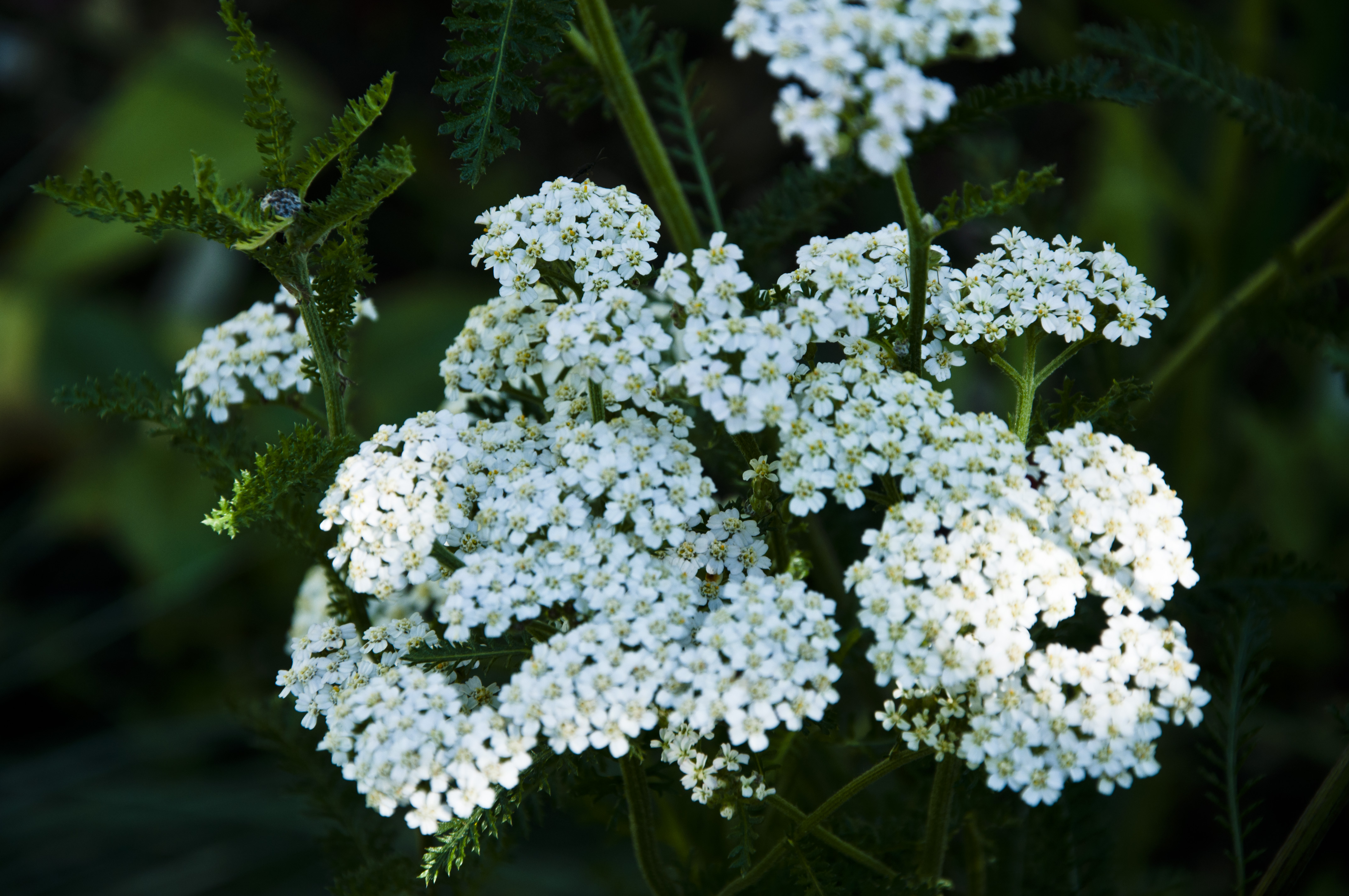 herbalism for beginners recipes for