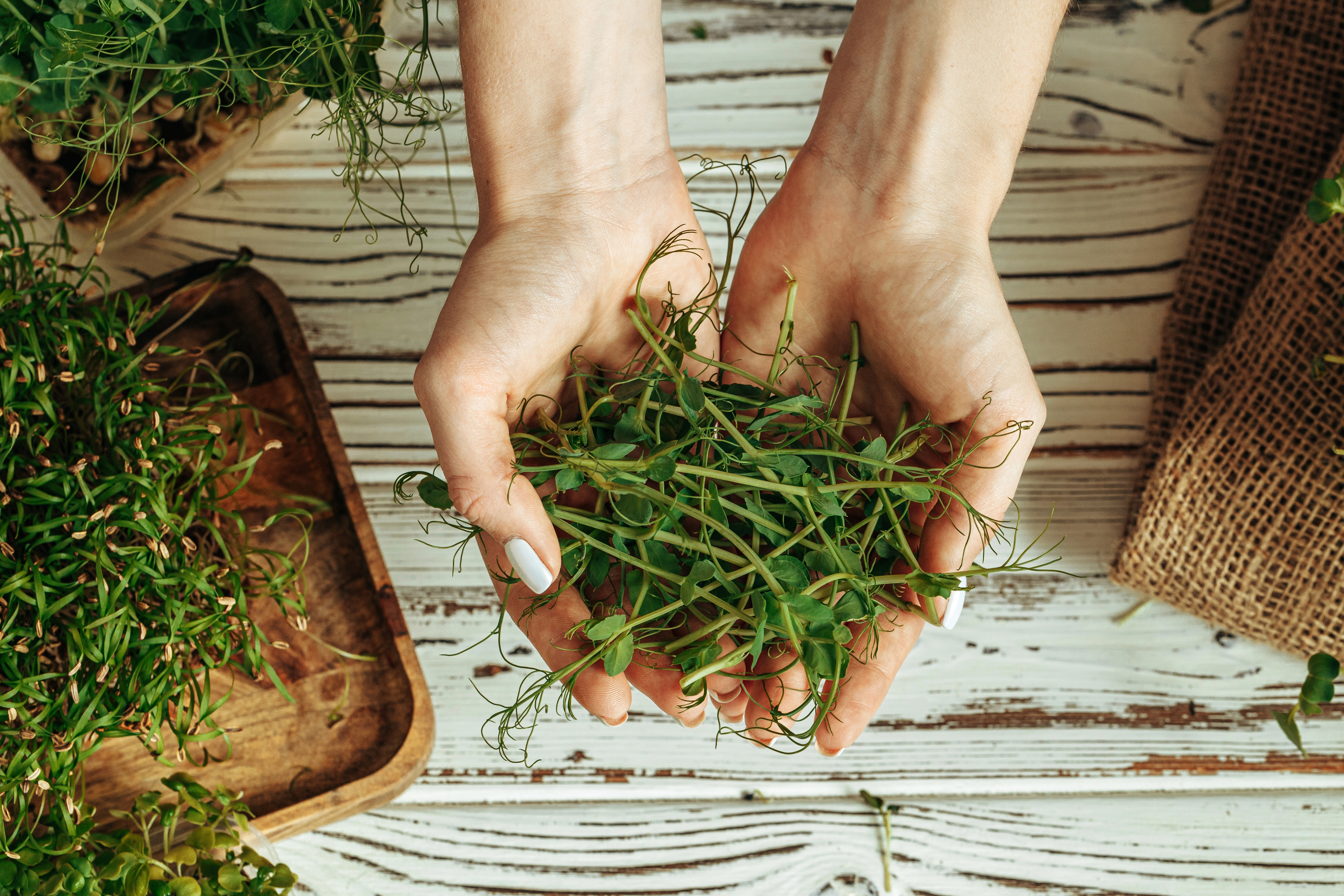 beginners guide to herbalism