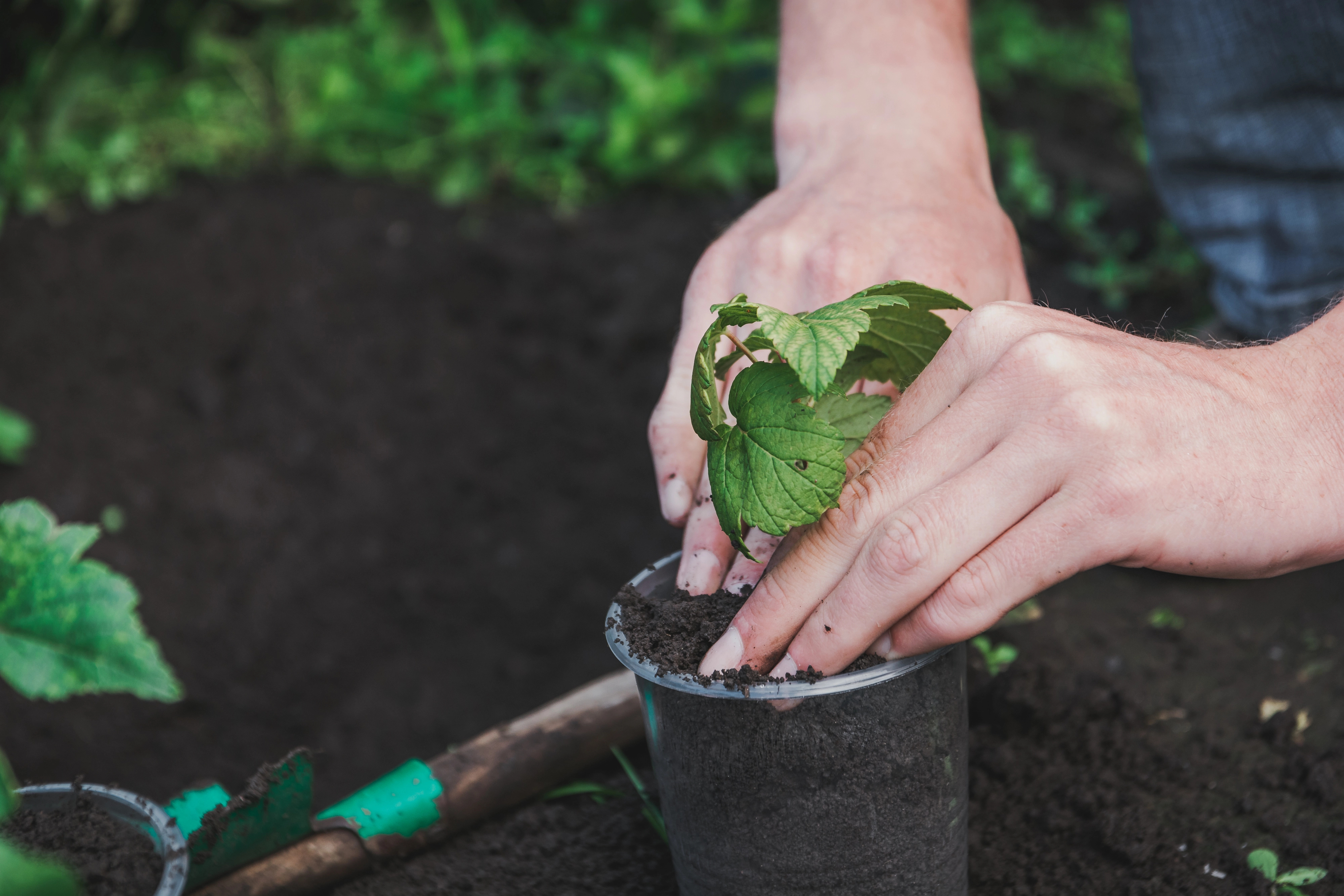 herbalism for beginners