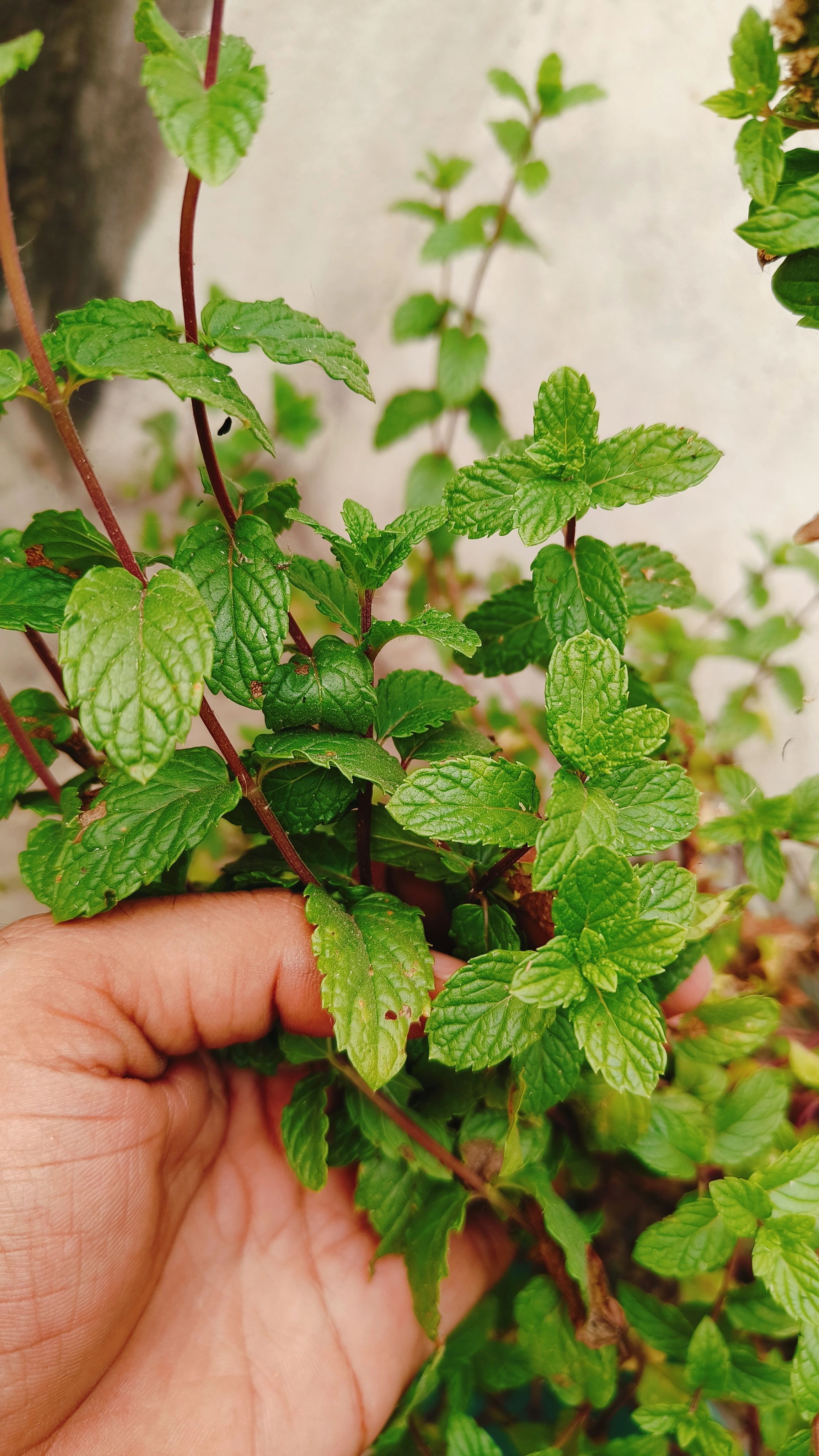 beginners guide to herbalism