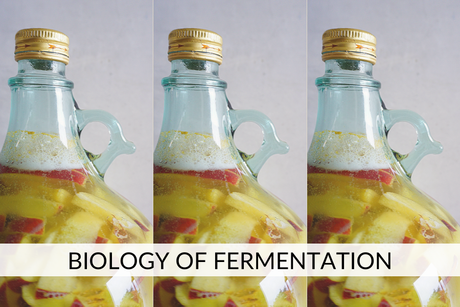 fermentation biology