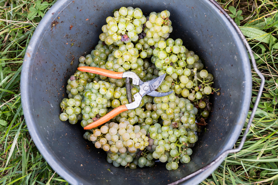 winemaking at home