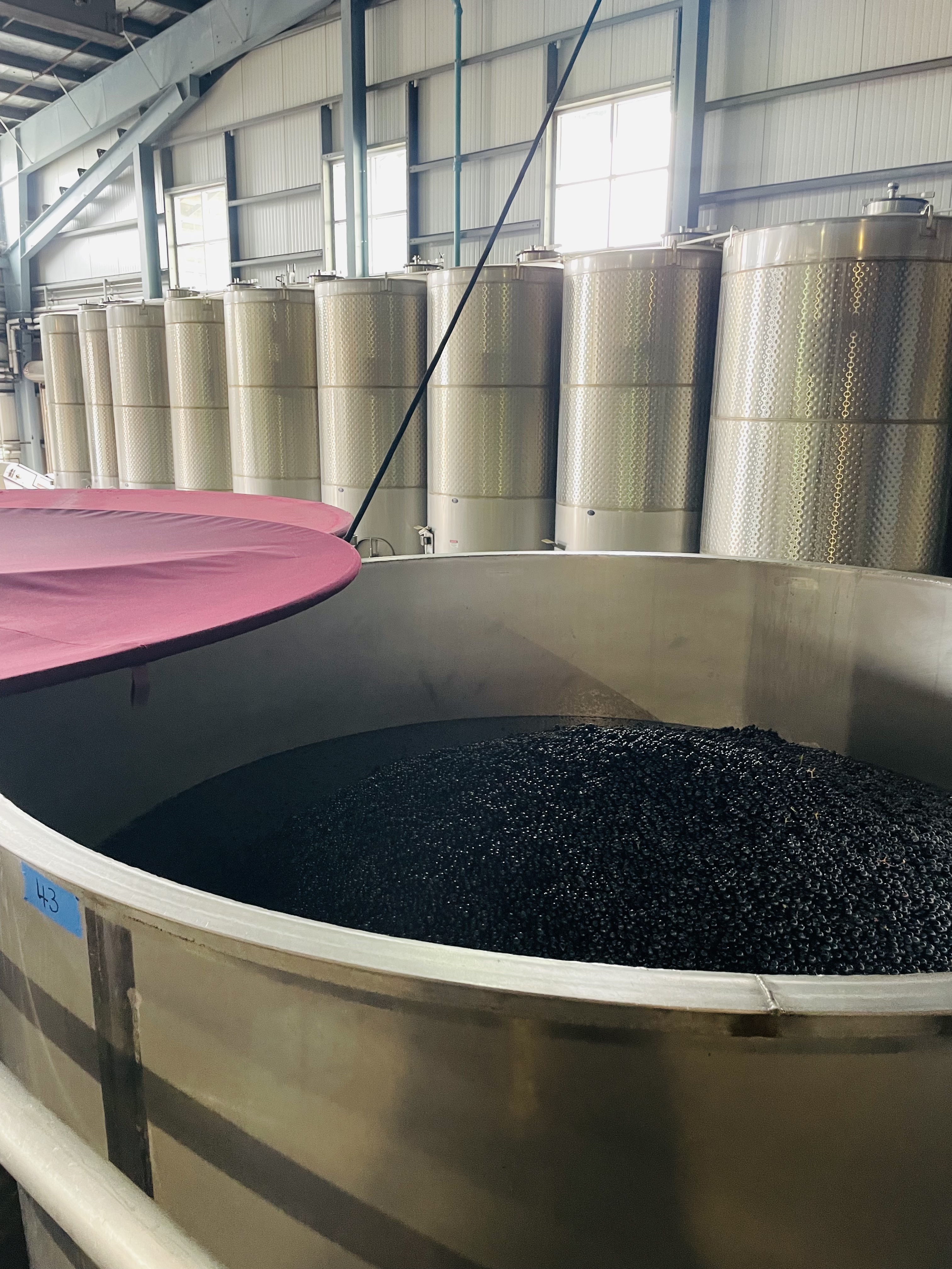 winemaking process