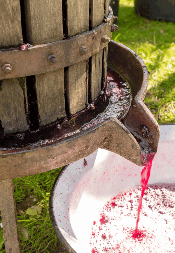 wine education